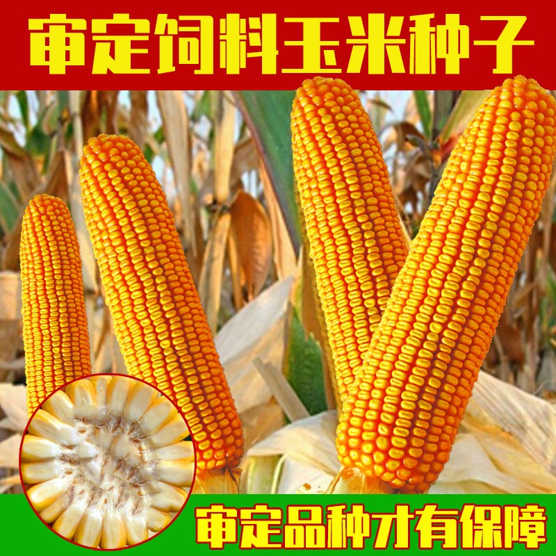 动力v8玉米种子简介图片