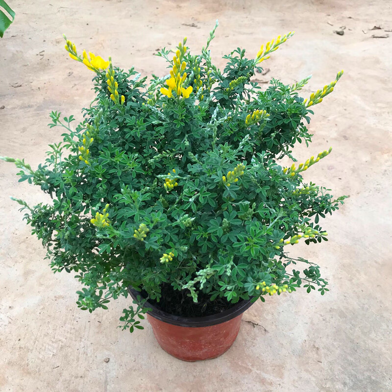 黄金雀盆栽金雀花清香鲜活金雀梅阳台庭院盆栽多年生好养植物 黄金雀