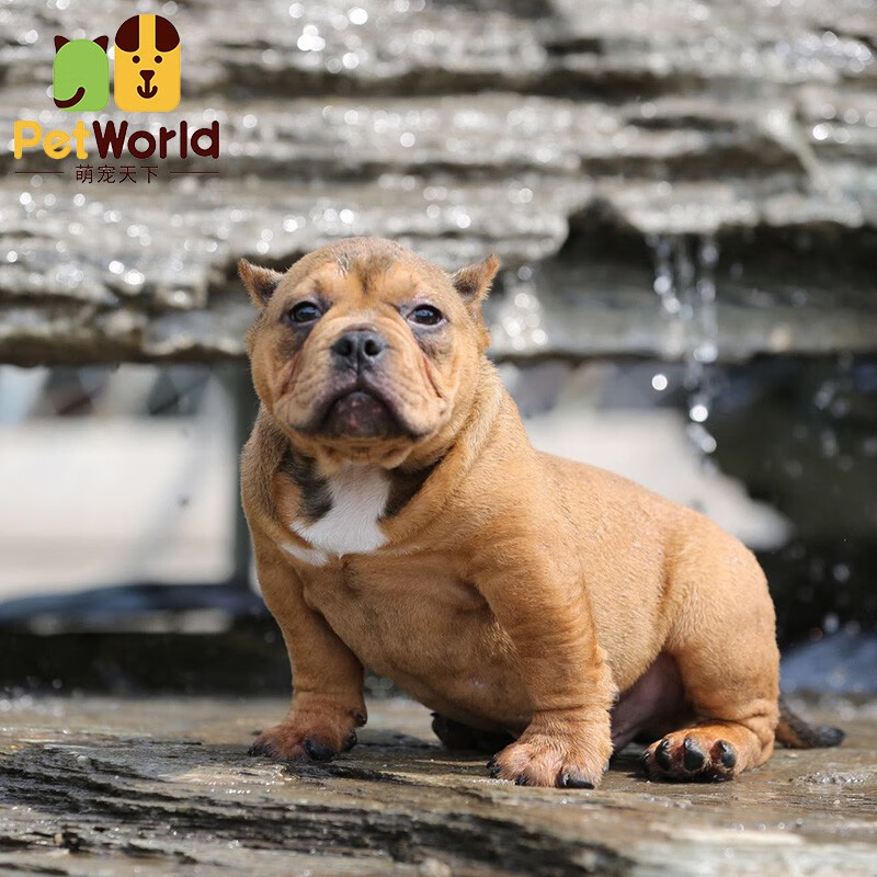 哼嘟(humdu)出售纯种 恶霸犬 小体极端体恶霸狗 幼犬宠物狗活体挑选