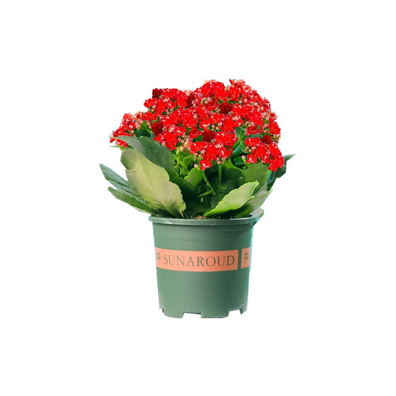 泰西丝 长寿花盆栽花苗重瓣大花四季开花花卉室内好养花卉植物    红色长寿花+0.5加仑塑料盆