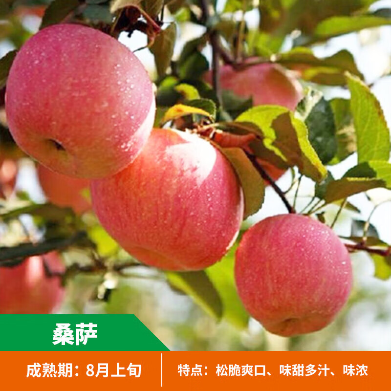 苹果树苗矮化嫁接苹果苗庭院盆栽地栽南北方种植红富士苹果树苗 桑萨