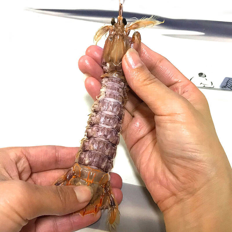 海鲜皮皮虾超肥鲜活熟冻超大虾爬虾姑虾婆濑尿虾 1斤