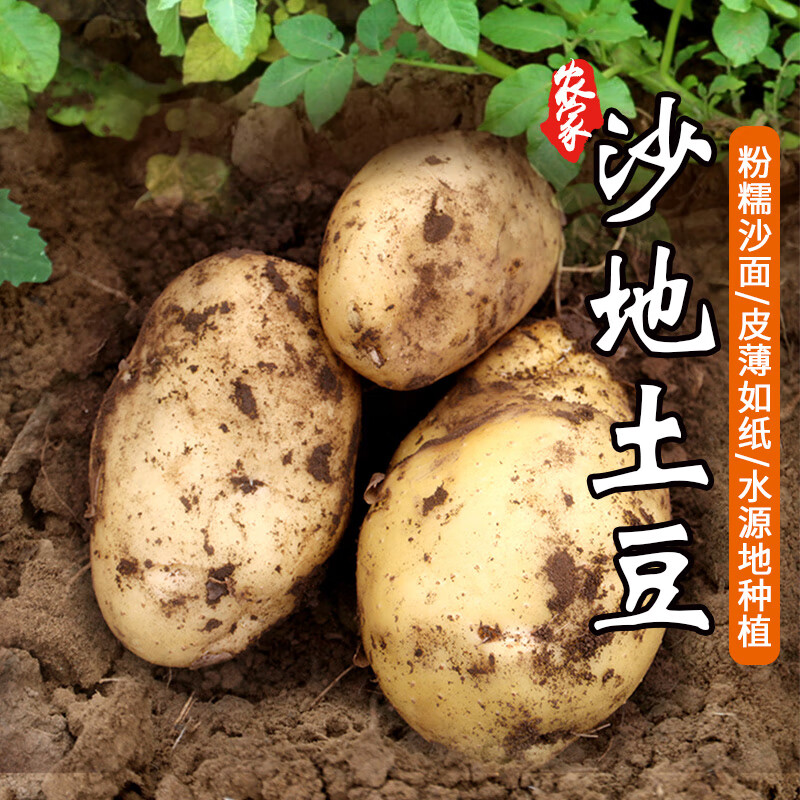 密农人家 农家生态种植 土豆 500g 新鲜蔬菜 马铃薯 洋芋 北京蔬菜