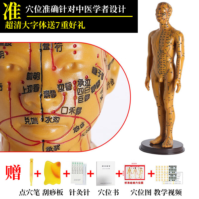 科威顿(keweidun)人体针灸模型人经络穴位中医全身十二铜人模特图可