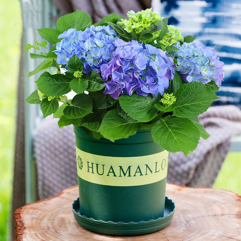 绣球花盆栽花苞开花阳台庭院母亲节礼物 蓝色绣球花盆栽(加仑盆随机)