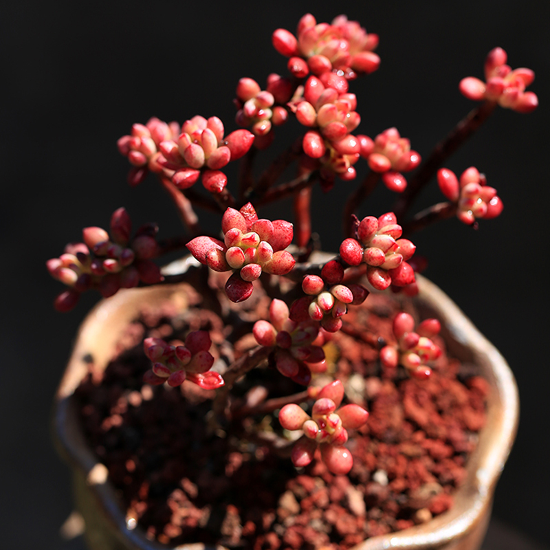 多肉植物群生大株多头小老桩红旗儿云南露养肉肉绿植组合盆栽花卉
