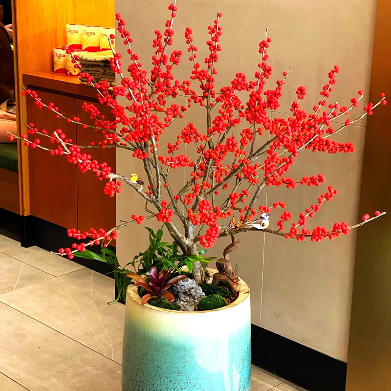 冬青盆景图片欣赏(冬青盆景图片欣赏大全)