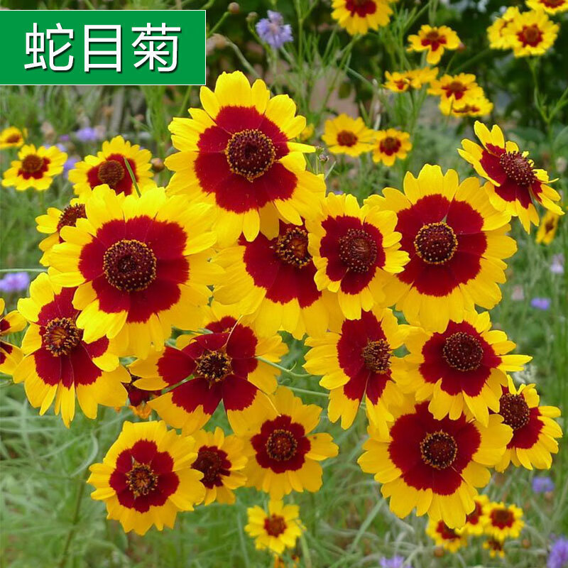 韵久蛇目菊种子金钱菊孔雀菊工程花海草花种子四季播种耐寒耐贫瘠花籽