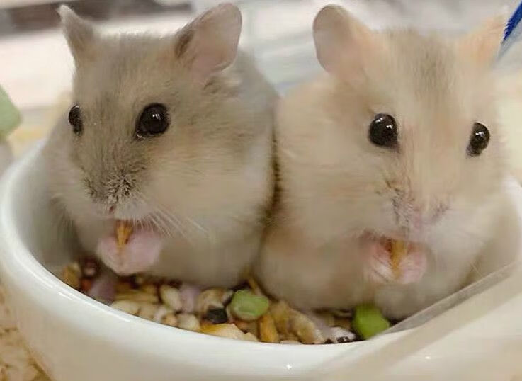 朵芮蜜小仓鼠活物送已打过银狐情侣一对金丝熊粮食 【布丁 紫仓】情侣