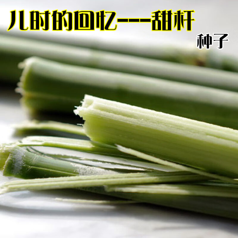 原装甜杆种子北方甘蔗200粒