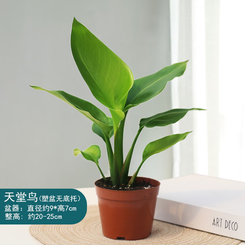 樱霞天堂鸟盆栽花卉植物阳台盆景办公室桌面小绿植 90#天堂鸟一盆