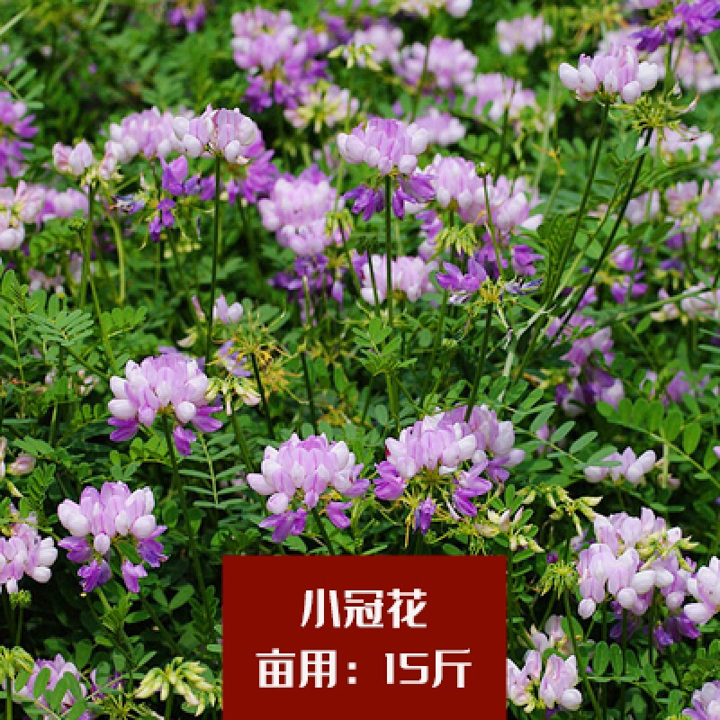 元冬多年生草本 小冠花种子 绣球小冠花 小冠花种子500粒 肥