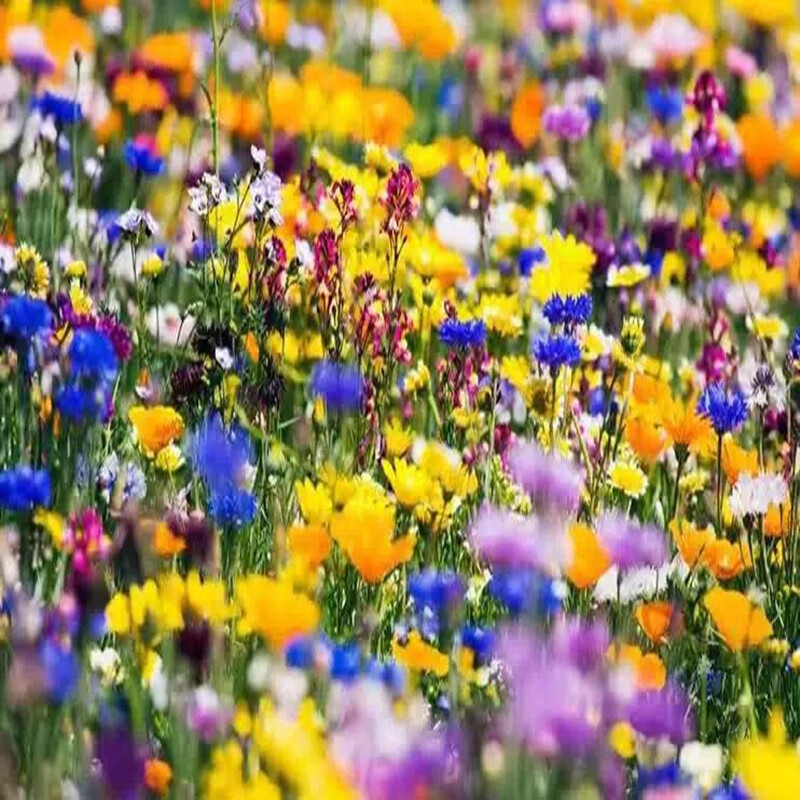 花友秀 野花组合种子混合花卉种籽颜色多易种庭院室外野花种子花海
