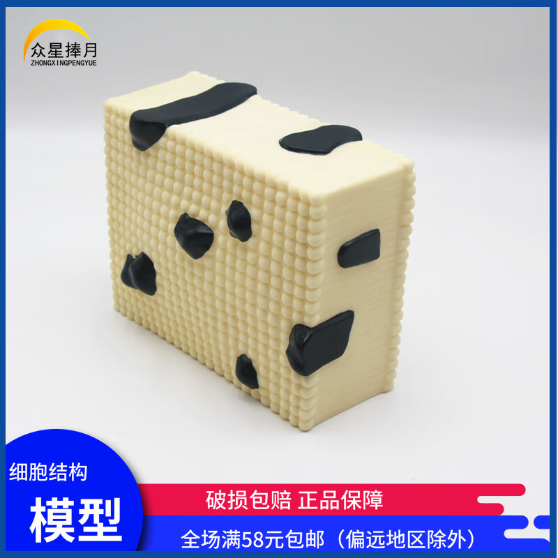 细胞膜结构模型初中生物实验室教学仪器实验器材教具