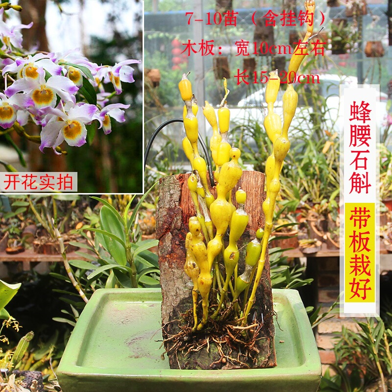 石斛盆栽 帶板栽好 鐵皮金釵報春翅梗萼鼓槌腫節(jié)玫瑰球花石斛蘭苗 蜂腰/棒節(jié)石斛-帶板栽好 不含盆