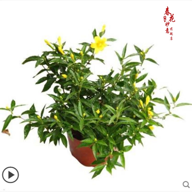 法国香水茉莉花苗冬季带花苞长青绿植花卉盆栽 黄茉莉爬藤植物耐寒花卉 法国香水小苗原土发货 含盆