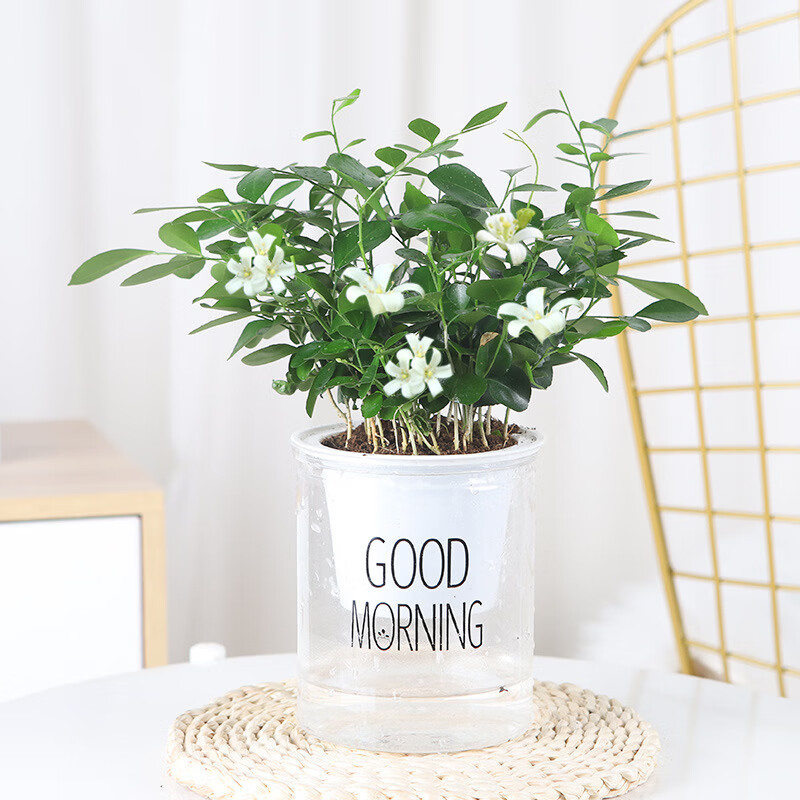 水培九里香花卉盆栽绿植浓香四季花驱蚊驱虫植物室内阳台净化空气