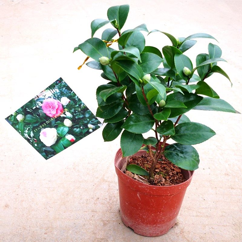 精品十八学士茶花带花苞四季长青盆栽盆景白红粉十八茶花盆栽盆景