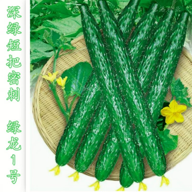 菜友菜友黄瓜种子密刺短把顺直深绿色春秋种植种籽 绿龙黄瓜种子分装