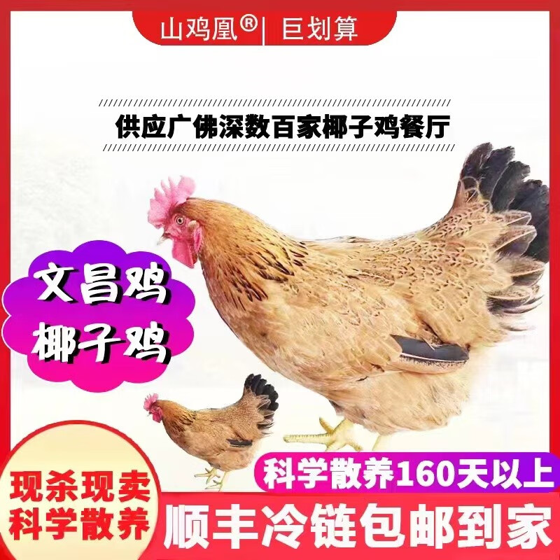 山雞凰 文昌雞海南文昌雞農(nóng)家散養(yǎng)餐廳椰子雞新鮮整雞走地雞土鮮雞肉 1300g-1500g/只 整只-海南文昌雞