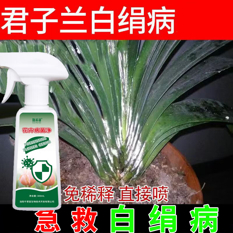 哆派淘君子兰白绢病急救神器兰花专用防根腐锈病黄叶病黑斑病白粉病