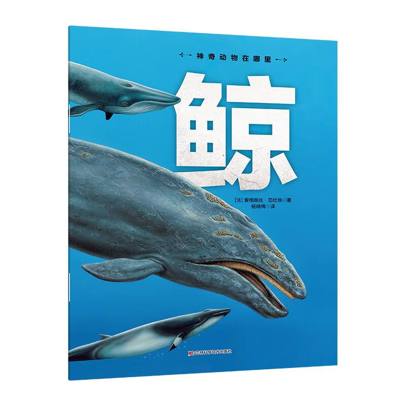 神奇动物在哪里-鲸