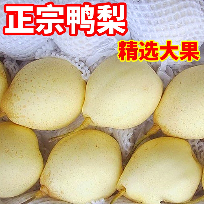 正宗新鲜河北鸭梨当季水果脆甜多汁白梨整箱水晶梨雪梨 单果200克起