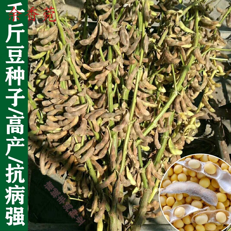 余香菀大豆种子 千斤豆黄豆种子大豆种春夏季播大田基地均可种植大豆种 千斤豆种子5斤原装【小粒】