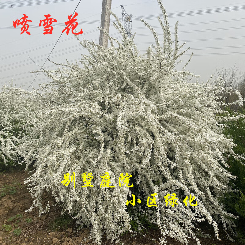 曼杉园(manshanyuan)雪柳植物喷雪花树苗盆栽花卉庭院阳台珍珠梅独杆