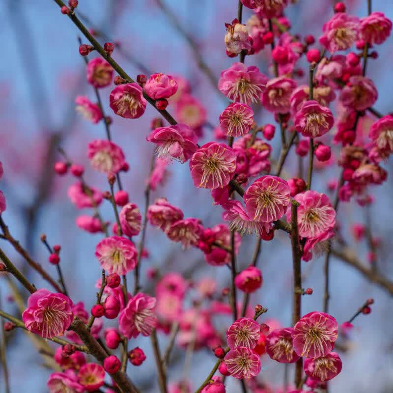 红梅花树苗盆栽地栽植物大树树桩耐寒花卉庭院地栽高杆树苗 【红梅】