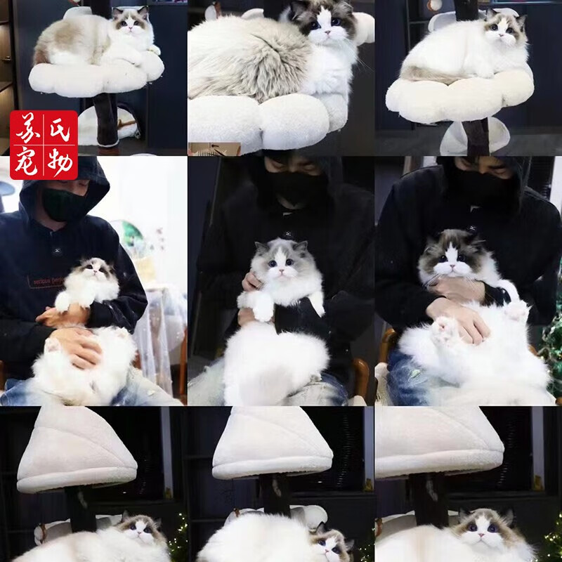 涴喵 【视频选宠】苏氏布偶猫海双蓝双山猫巨型波斯系布偶仙女猫 布偶编号：31360679怎么样,好用不?
