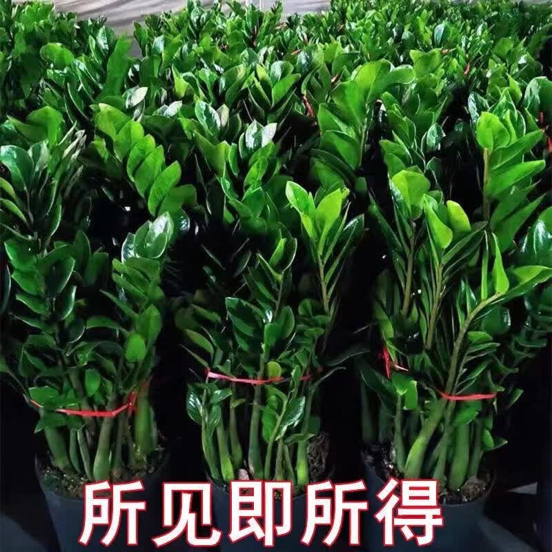 素蜜新款金钱树办公室盆栽高植物室内花卉客厅大绿植 精品大棵80-90