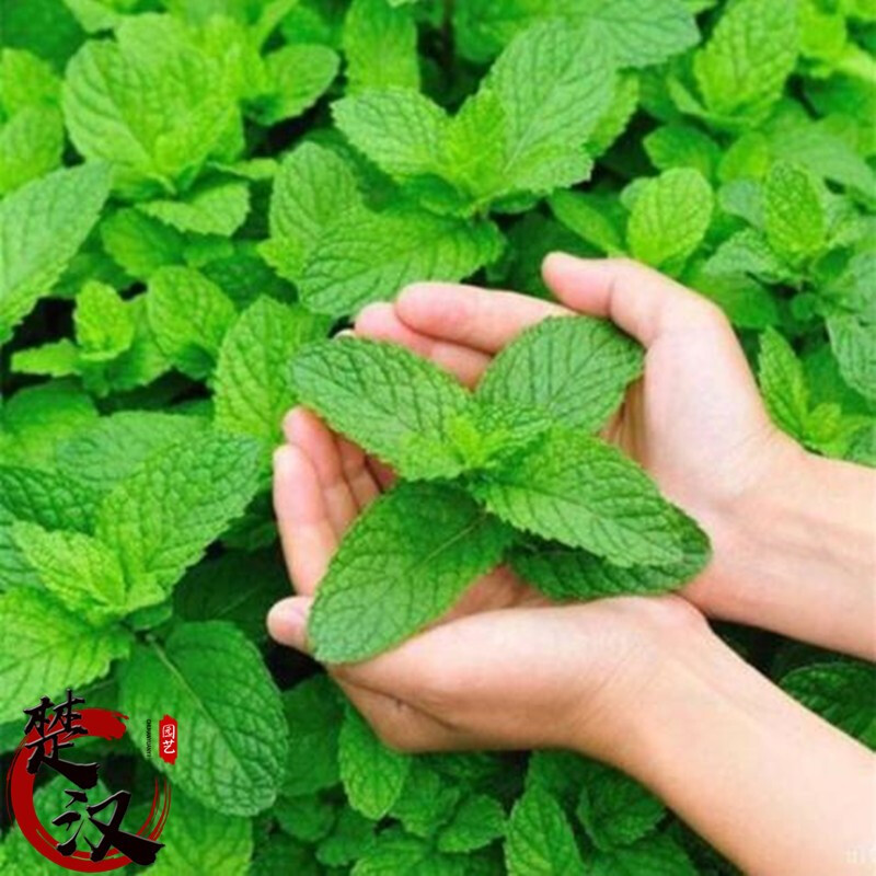 誉满园清凉薄荷驱蚊草食用柠檬薄荷猫薄荷种子阳台盆栽四季播香草种子 留兰香薄荷种子250克