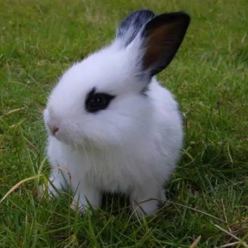 铭心【店铺推荐】兔子活体大型肉兔子小白兔小兔子比利时肉兔新西兰肉