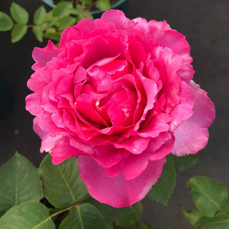 文枝灌木切花月季伊芙伯爵大花浓香多季节开花阳台庭院盆栽玫瑰嫁接苗