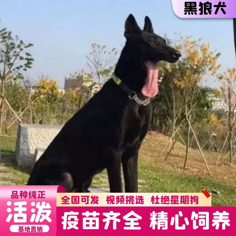 迈乐佳(maleejia)【视频选 终身辅导】纯种墨界黑狼犬活体 黑狼幼犬