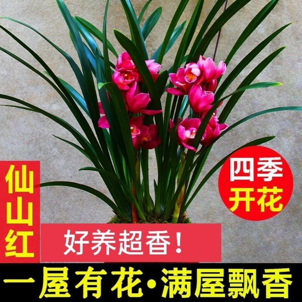 *上新浓香型兰花苗带花苞兰花四季开花室内绿植花卉精品兰花盆栽新品