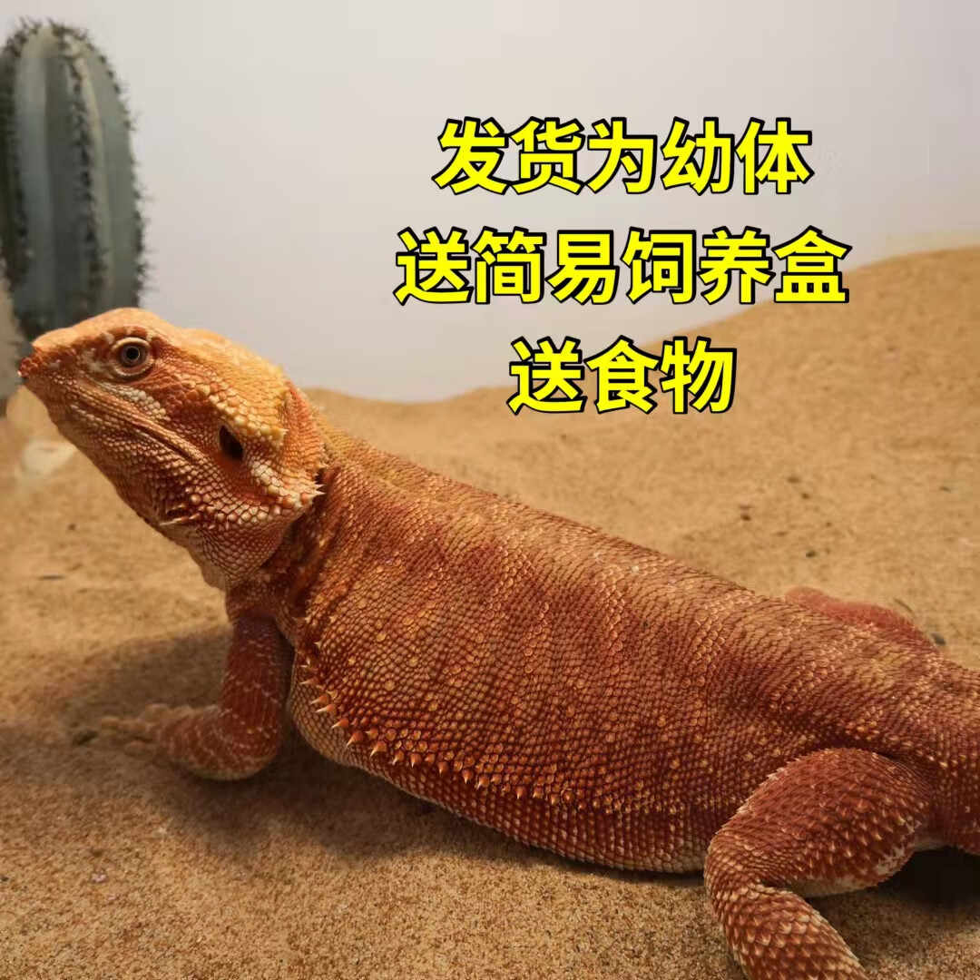 宠物瘤尾鬃狮异宠蜥蜴幼体亚成活物活宠守宫萌宠捷角活体爬宠异宠