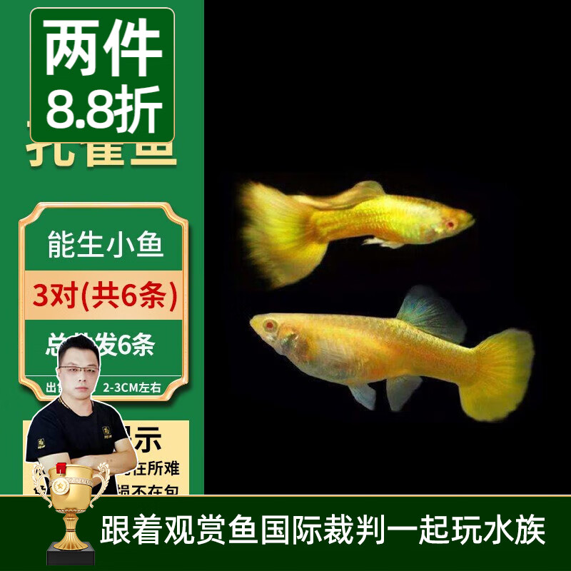 美人雾孔雀鱼观赏鱼活体凤尾鱼斗鱼宠物活体小型热带鱼活体活鱼 黄金孔雀鱼3对（3cm左右）高性价比高么？