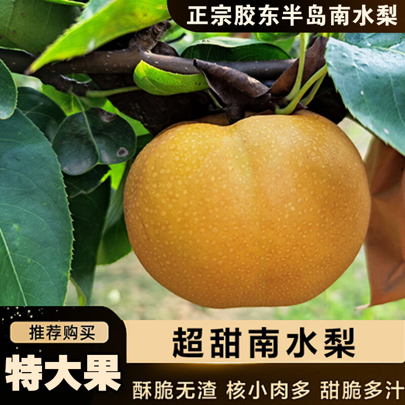 2021头茬【超甜南水梨】正宗烟台莱阳秋月南果梨新鲜水果冰糖雪梨蜜