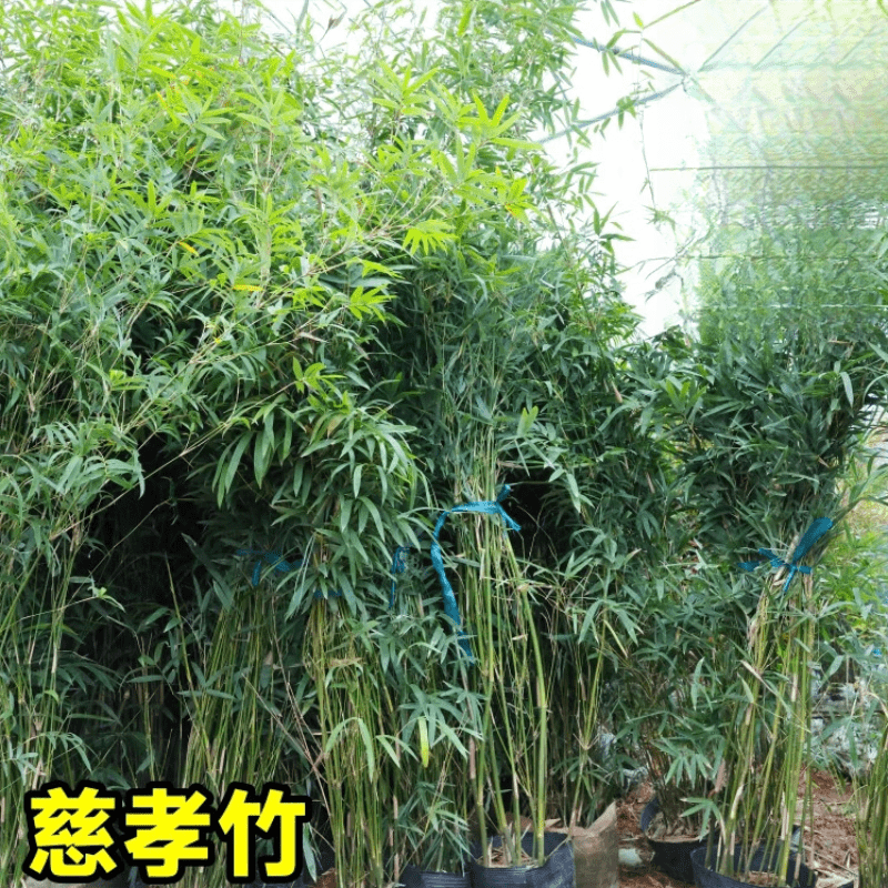 ����������ͥԺ�����ͺ�ֲ�ﱱ��������������������ƽ����޺�����ֲ ��������15�ô�Т���1.5-1.6m 135.8Ԫ