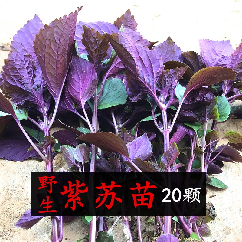 农家新鲜带根紫苏叶紫苏苗苏叶盆栽种子去腥提鲜食用香料20颗【推荐】