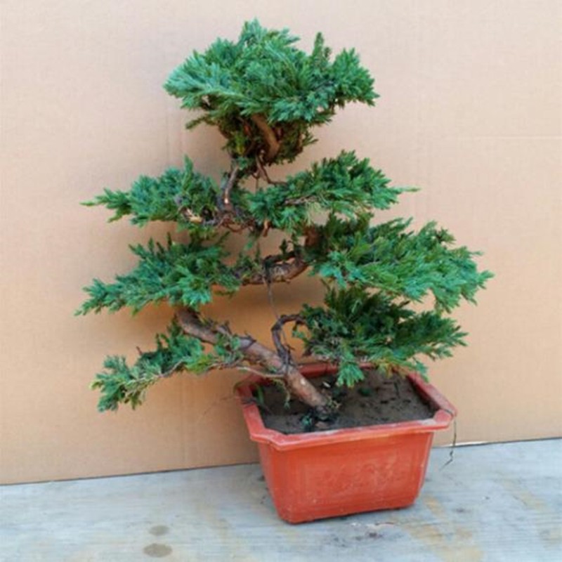 意轩微型地柏盆景迎客松绿植盆栽花卉五针松罗汉松茶花海棠红豆杉 七