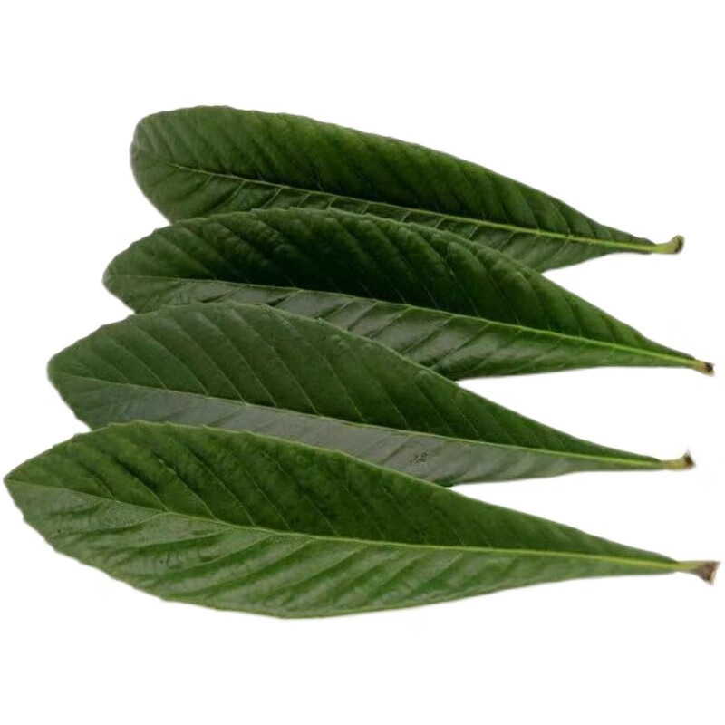 新鲜枇杷叶子 野生枇杷叶 可做枇杷茶现摘发货 500g