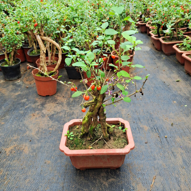 森枸杞盆景老桩造型枸杞树桩枸杞盆栽耐寒树苗观赏阳台当年带果好养护