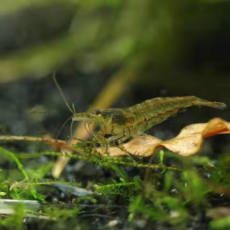 虹弦见黑壳虾草缸除藻虾活体鱼缸杂质清洁淡水观赏虾水族箱水草缸工具
