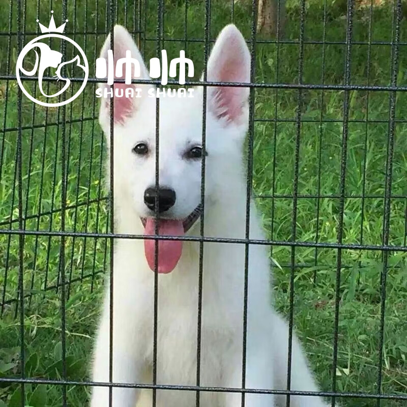 帅帅名宠北京犬舍【健康保障】纯种瑞士牧羊犬 瑞牧纯白德牧 宠物级