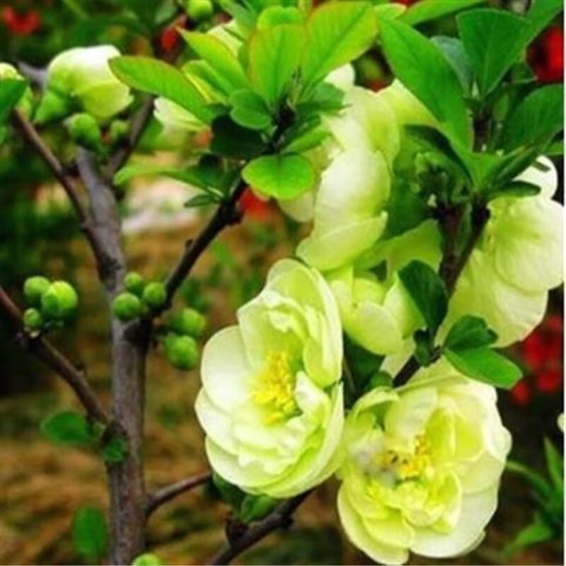 查京东花卉往期价格App|花卉价格走势图