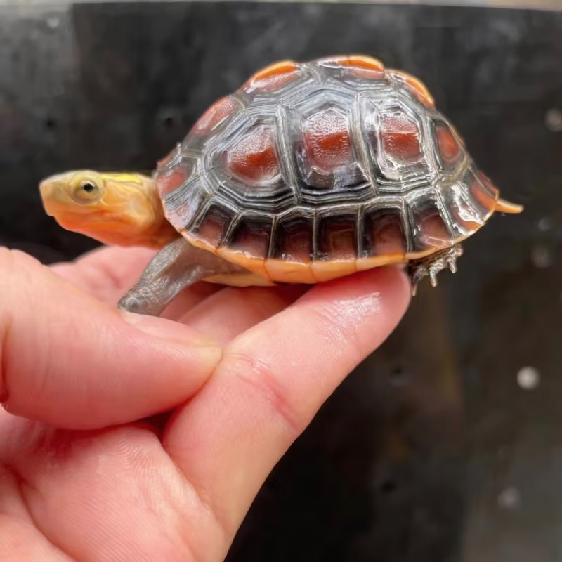纯冷水外塘正宗安缘台缘大陆缘苗黄缘龟观赏宠物活体龟碌1只 大陆缘8