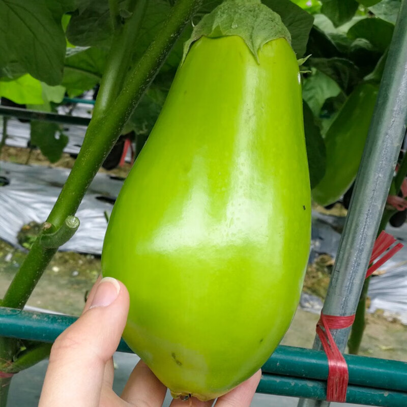 三千苗 绿罐茄种子茄子种籽四季蔬菜秧春季秋季菜种籽绿皮青茄子孑 绿